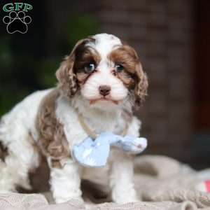 Emmett, Cockapoo Puppy